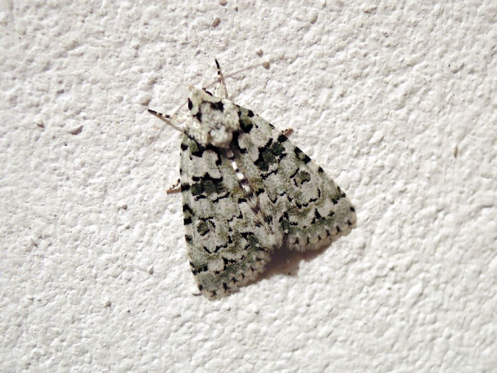 Nyctobrya muralis